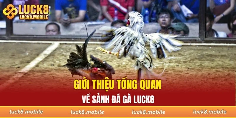 Giới thiệu tổng quan về sảnh đá gà LUCK8